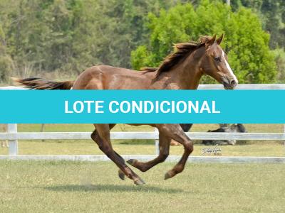 LOTE 014 - LITTLE QUEEN DUN IT