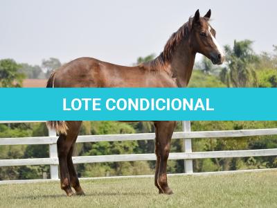 LOTE 014 - LITTLE QUEEN DUN IT