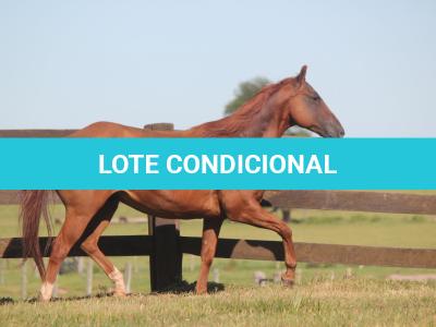 LOTE 011 - PLAYBOY OAK EDU