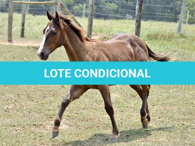 LOTE 014 - LITTLE QUEEN DUN IT