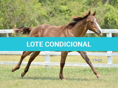 LOTE 014 - LITTLE QUEEN DUN IT