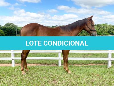 LOTE 014 - LITTLE QUEEN DUN IT