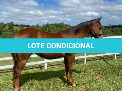 LOTE 014 - LITTLE QUEEN DUN IT