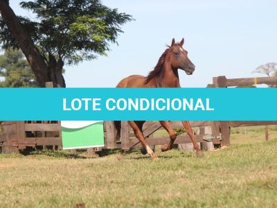 LOTE 011 - PLAYBOY OAK EDU