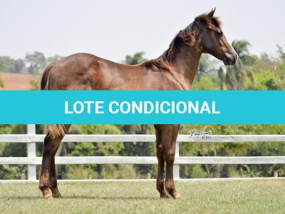 LOTE 014 - LITTLE QUEEN DUN IT