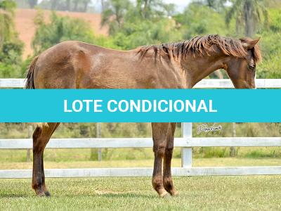 LOTE 014 - LITTLE QUEEN DUN IT