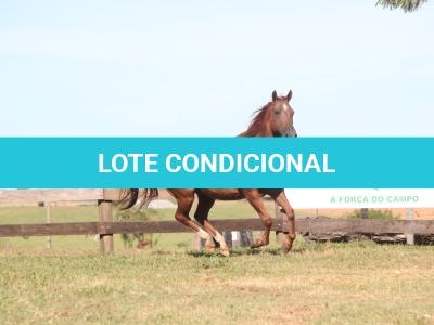 LOTE 011 - PLAYBOY OAK EDU