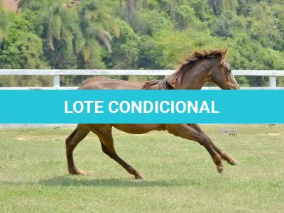 LOTE 014 - LITTLE QUEEN DUN IT