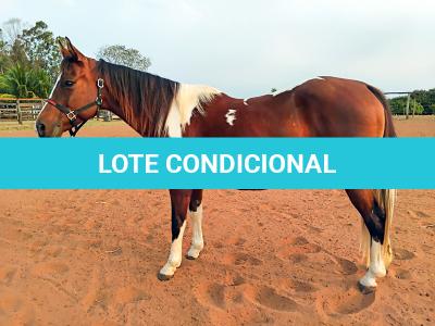 LOTE 013 - HILL TOPFLYER HSA