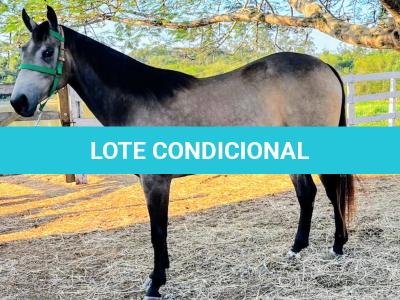 LOTE 004 - WIND PEROLA GUN