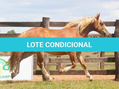 LOTE 014 - BRUTOS