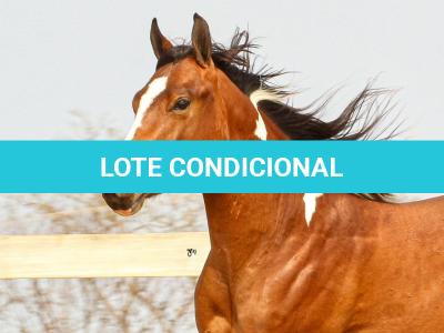 LOTE 010 - IRON POCO GUN YBJ