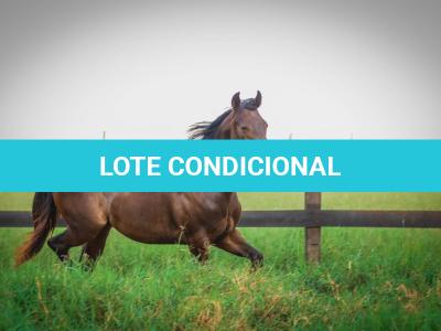 LOTE 005 - MAYA FLING STARLIGHT