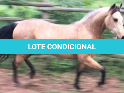 LOTE 021 - EMBRIÃO A EFETIVAR - ALICES GERRIE VT