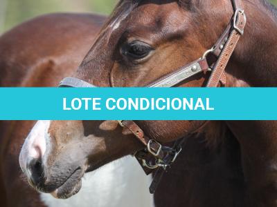 LOTE 006 - NAOMY TOP TOO CODY YBJ