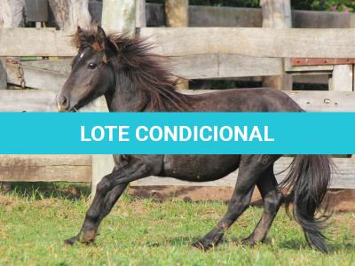 LOTE 020 - PRINCESA
