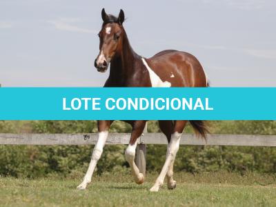 LOTE 006 - NAOMY TOP TOO CODY YBJ