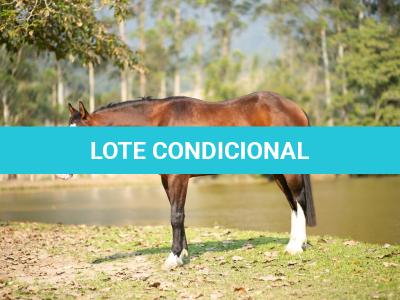 LOTE 020 - BEN STARLIGHT GUN