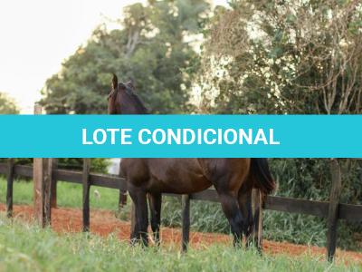 LOTE 005 - MAYA FLING STARLIGHT