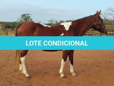 LOTE 013 - HILL TOPFLYER HSA