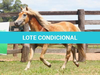 LOTE 002 - CHAPECÓ