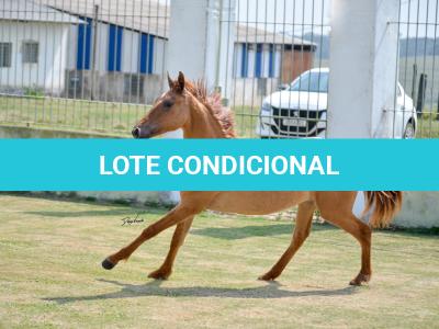 LOTE 009 - MAMA ZORRERO KEYS