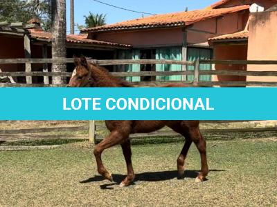 LOTE 007 - KING ROOSTER OLENA