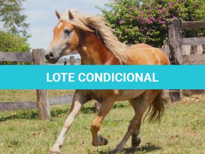 LOTE 002 - CHAPECÓ