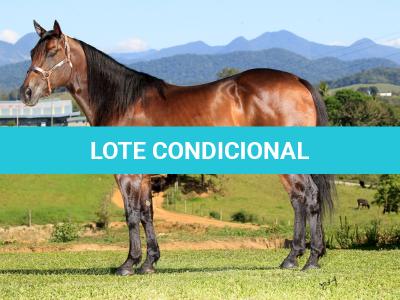 LOTE 021 - EMBRIÃO A EFETIVAR - ALICES GERRIE VT