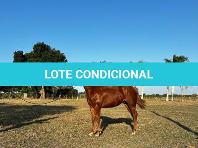 LOTE 014 - HYDRIVE BOY