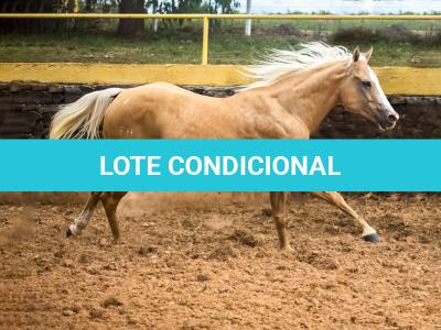 LOTE 016 - EXTRA DOS