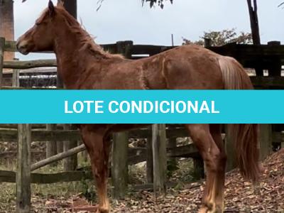 LOTE 009 - LADY STREAKIN KEYS
