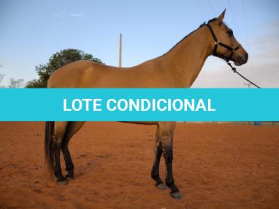 LOTE 014 - DAKOTA BARS LADY