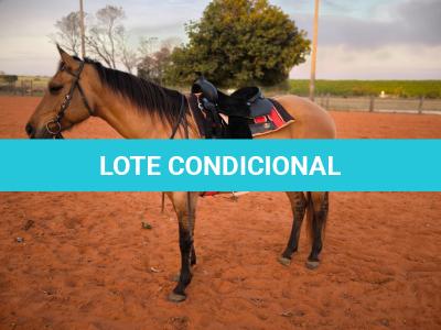 LOTE 014 - DAKOTA BARS LADY