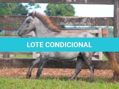 LOTE 003 - CAQUI
