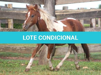 LOTE 010 - SUZI
