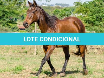 LOTE 015 - EMBRIÃO A EFETIVAR INGRA JAY
