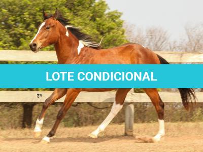 LOTE 010 - IRON POCO GUN YBJ