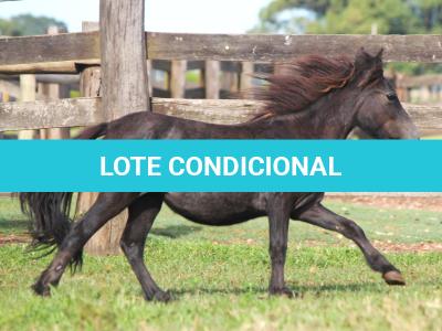LOTE 020 - PRINCESA