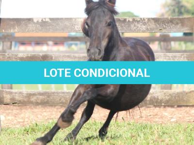 LOTE 005 - BLOCK