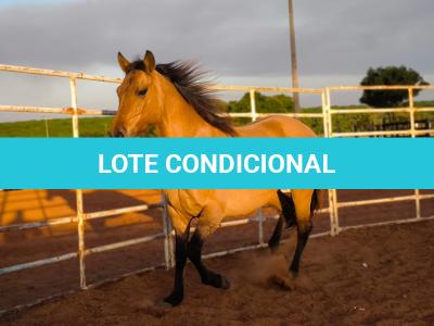 LOTE 014 - DAKOTA BARS LADY