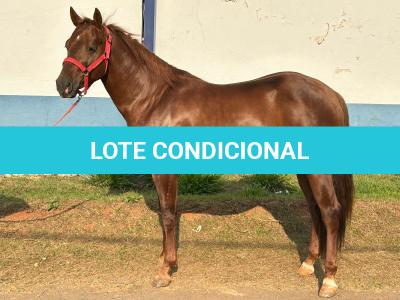 LOTE 005 - SPIRIT HANCOCK