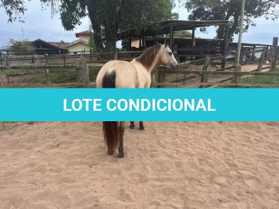 LOTE 021 - EMBRIÃO A EFETIVAR - ALICES GERRIE VT