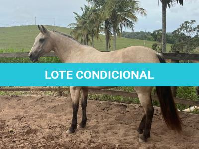 LOTE 021 - EMBRIÃO A EFETIVAR - ALICES GERRIE VT