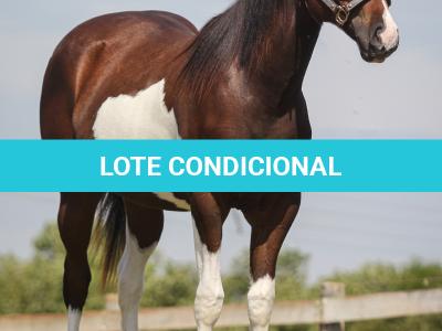 LOTE 006 - NAOMY TOP TOO CODY YBJ