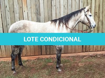 LOTE 001 - BLOND ME A SHINE