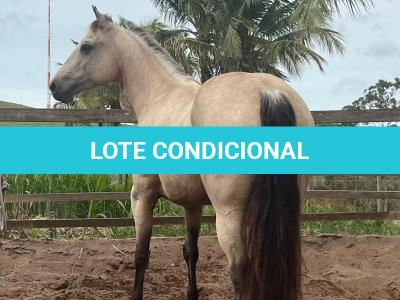 LOTE 021 - EMBRIÃO A EFETIVAR - ALICES GERRIE VT
