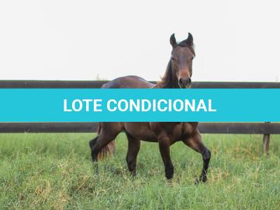 LOTE 005 - MAYA FLING STARLIGHT