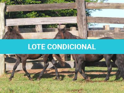 LOTE 018 - JUJUBA