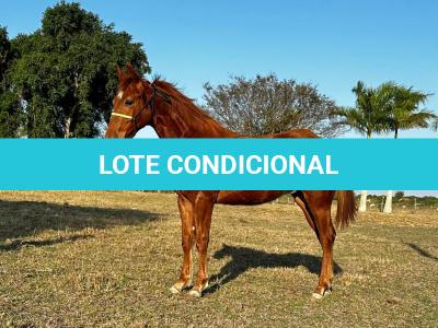 LOTE 014 - HYDRIVE BOY